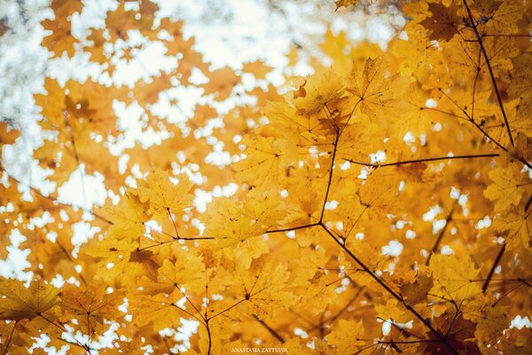 Schöne, goldene Blätter an Bäumen