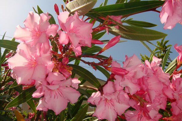 A branch of delicate pink flowers