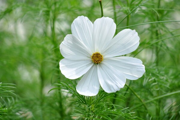 La fleur de Cosmée se noie dans la verdure