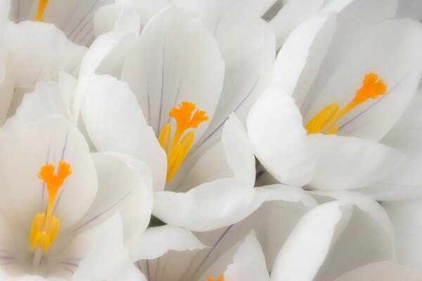 Lots of white crocuses in macro photography