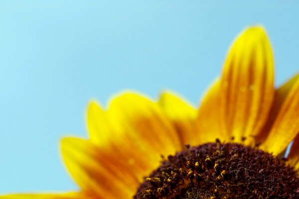 Minimalismo. Flor amarilla sobre fondo azul