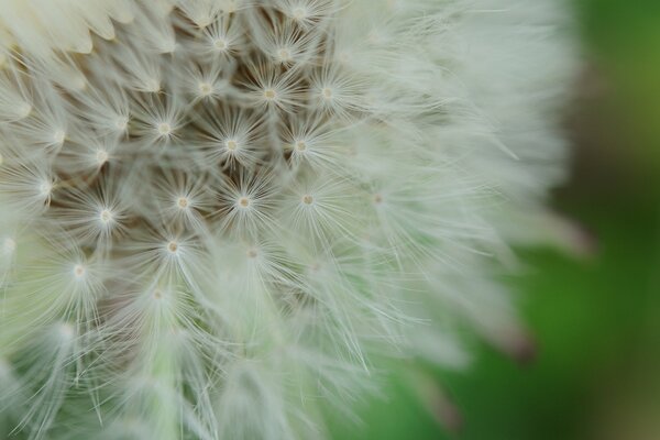 Macro d une fleur de pissenlit dans la nature