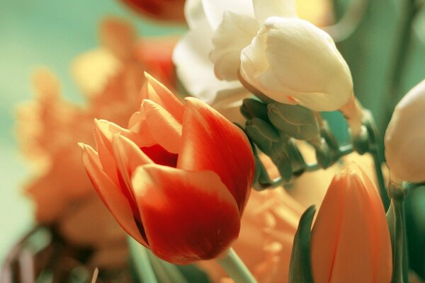 Tulipes blanches orange et rouges