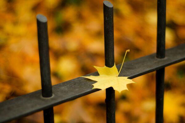 Caduta di una foglia d autunno su una recinzione di metallo