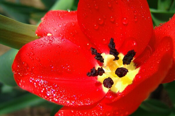 Macro image of a tulip flower