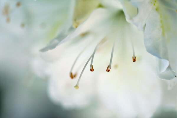 Flor blanca. Macrofotografía