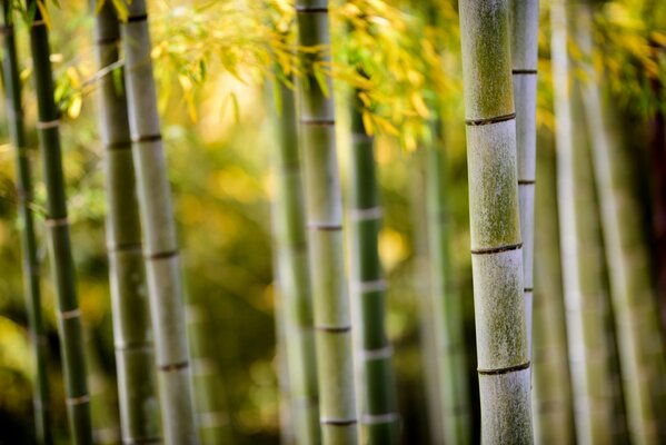 Tronchi di bambù con fogliame in natura