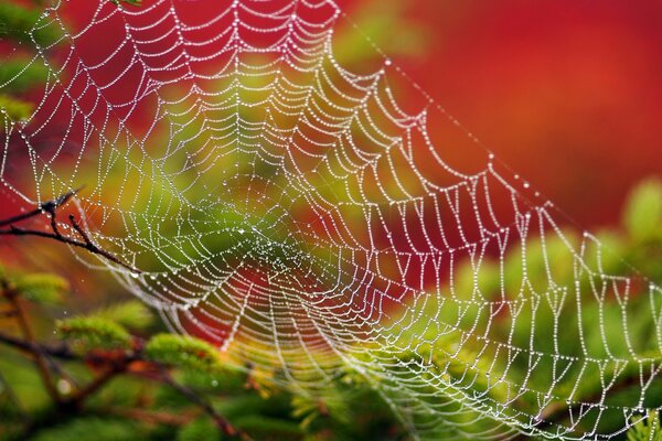 Cobwebs and dew morning earlier