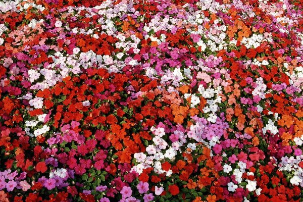 Petunias de alfombra roja en el macizo de flores