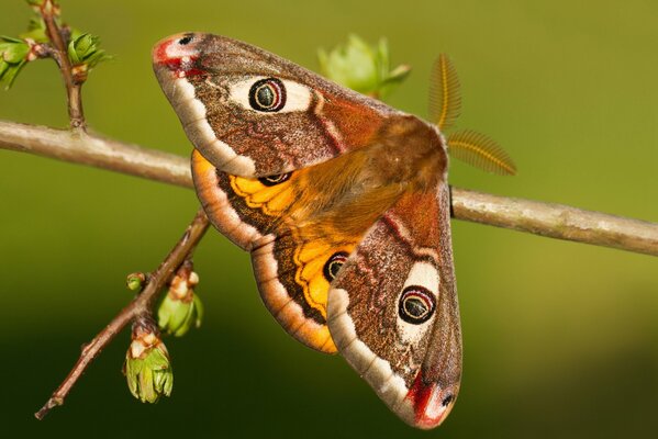 Butterfly with Peacock eyes Small on a branch