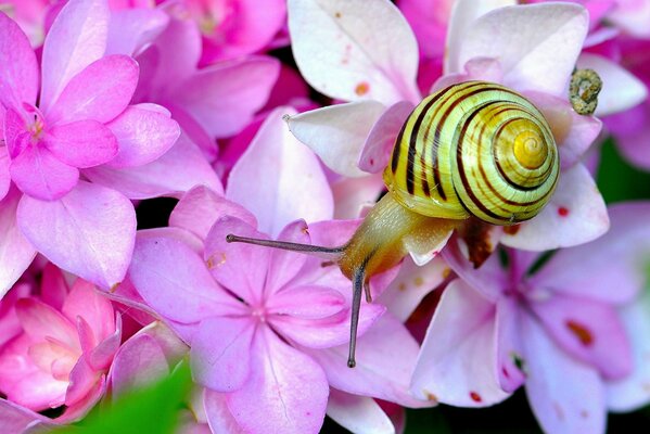 The snail pulled out the horns on the hydrangea flower garden