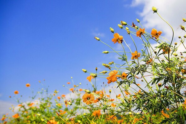 Fiori d arancio sul cielo blu