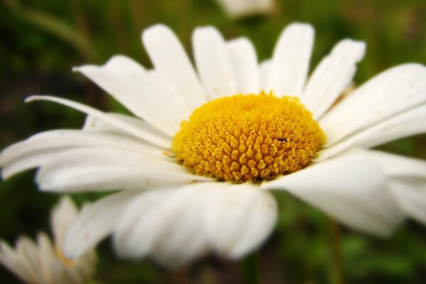 Beautiful big daisy is close