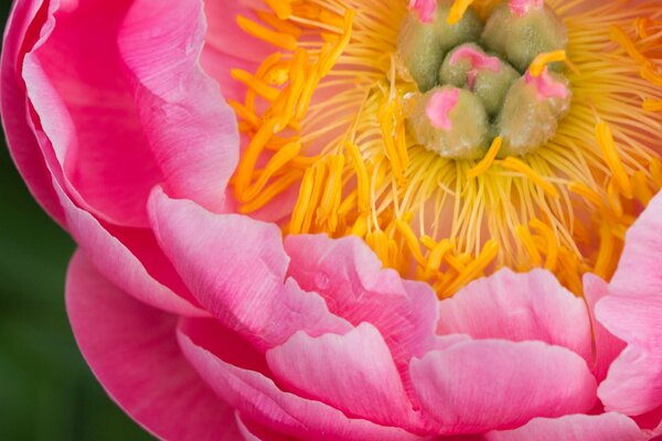 The budding peony is pink and large