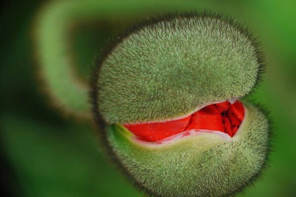 The fruit is round green prickly