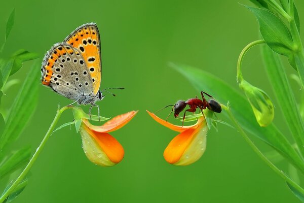 Macro photo of insects: an ant and a butterfly on a flower on a green background