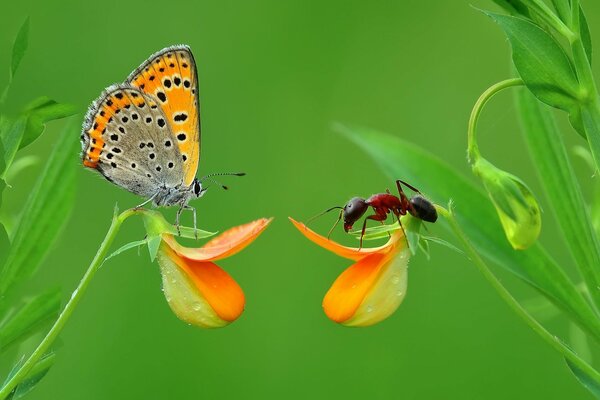 Fotografia macro di insetti: formica e farfalla su un fiore su sfondo verde