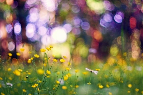 Fleurs et herbe dans les reflets du bokeh