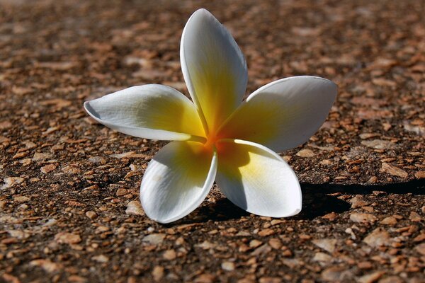 Die Blütenblätter der weißen Blume fielen zu Boden