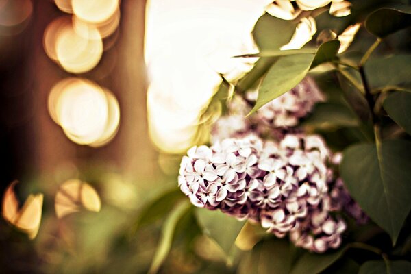 Lilac branch with bokeh effect