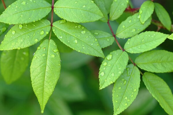 Beautiful Dew on the green leaves of the tree