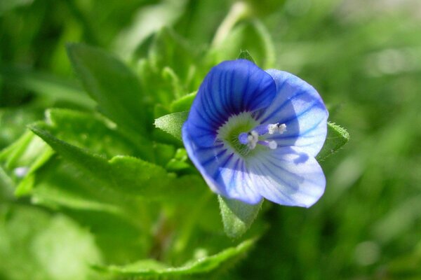 Blaue Blume in grünen Blättern