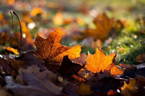 Yellow maple leaves on the grass