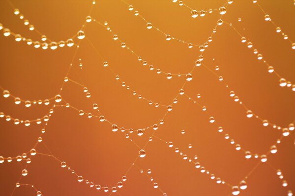 Spider web in dew drops on an orange background