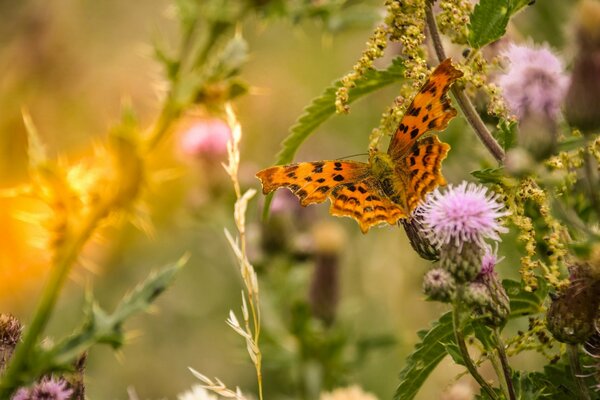 Beau papillon sur une clairière de fleurs