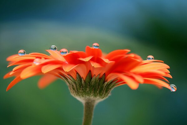 Kwiat gerbera z kroplami rosy