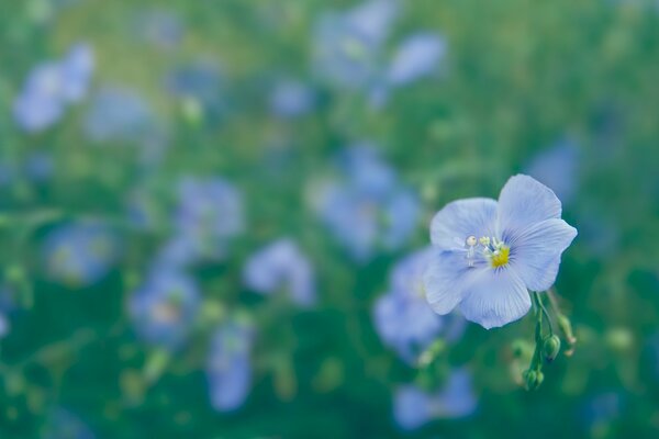 Blue flax flower in the field