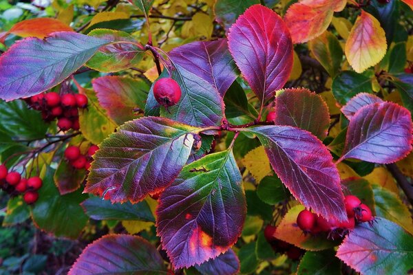 Feuilles avec des fruits sur les buissons en automne