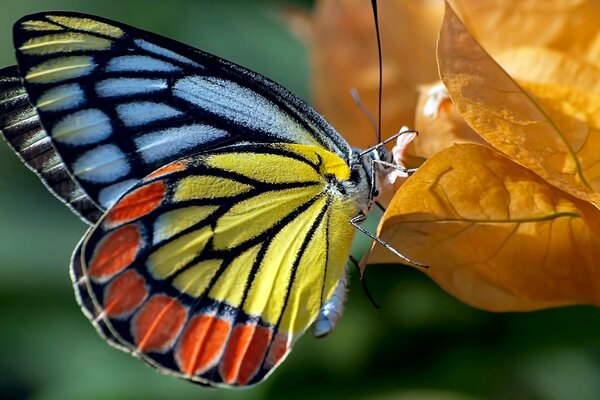 Combinación natural de colores en mariposa y hoja