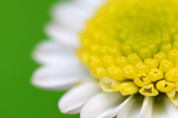 Fleur en pétales blancs et centre jaune