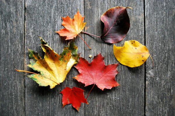 Bunte Herbstblätter liegen auf einer Tafel