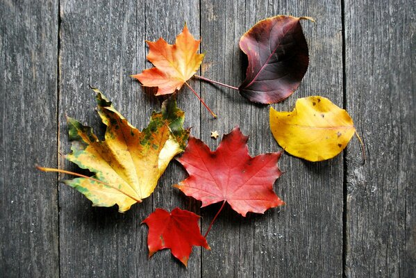 Colorful autumn leaves are lying on the board