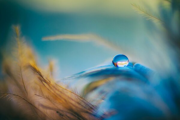 Goutte sur une feuille orange