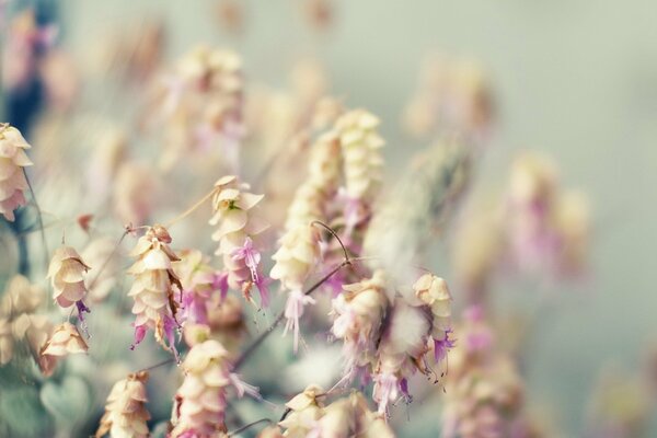 Bouquet de fleurs sur fond flou