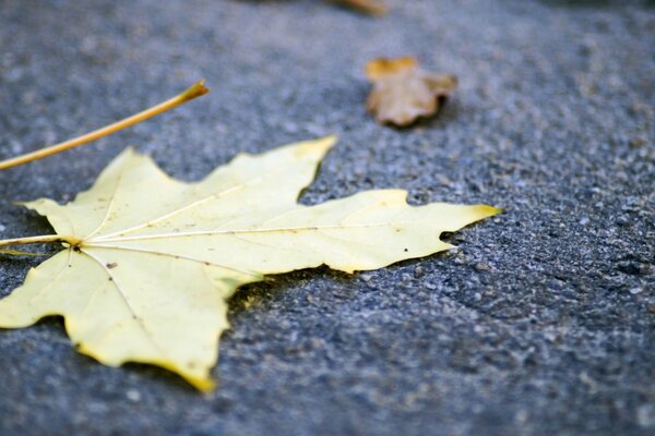 Foglia d autunno si trova sulla strada