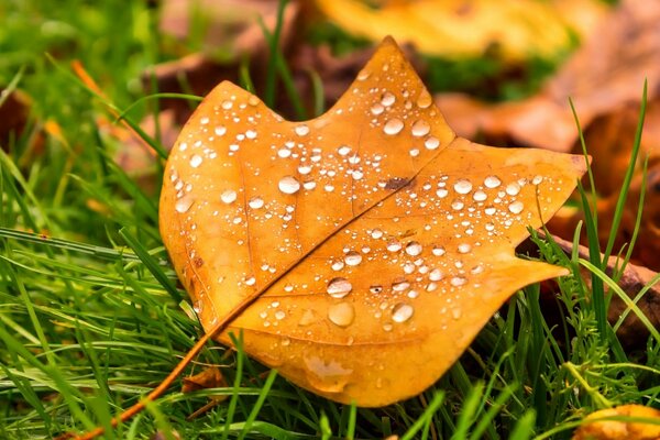 Beautiful autumn yellow leaf in dew