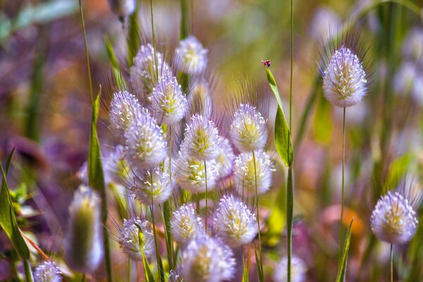 Naturaleza y pradera y hojas de hierba