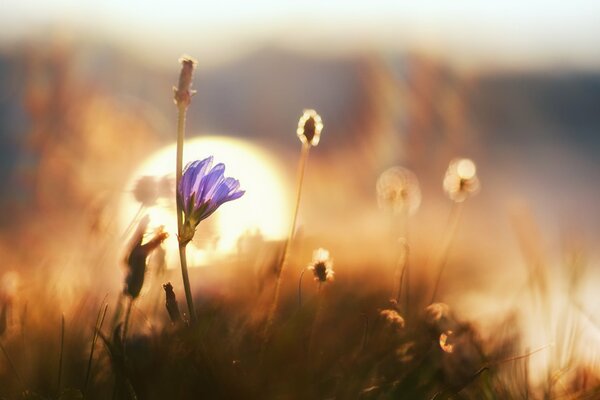 Полевой цветок на рассвете дня