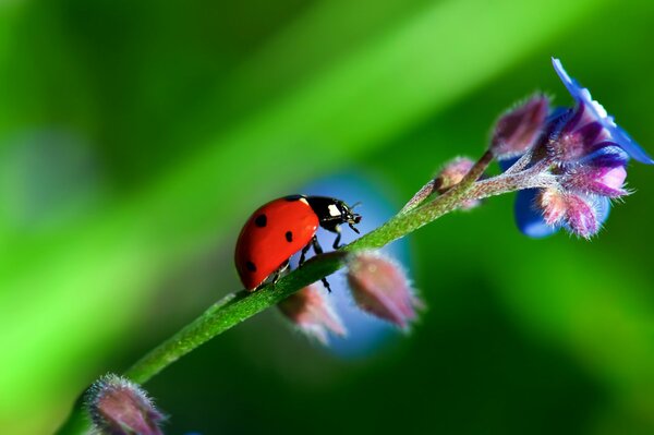 Coccinelle assise sur la tige de la fleur