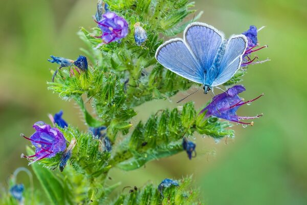 A blue butterfly sits on a beautiful flower