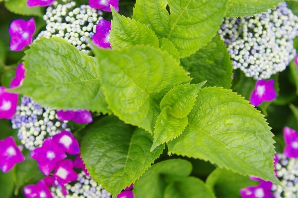 Image de fleurs lilas