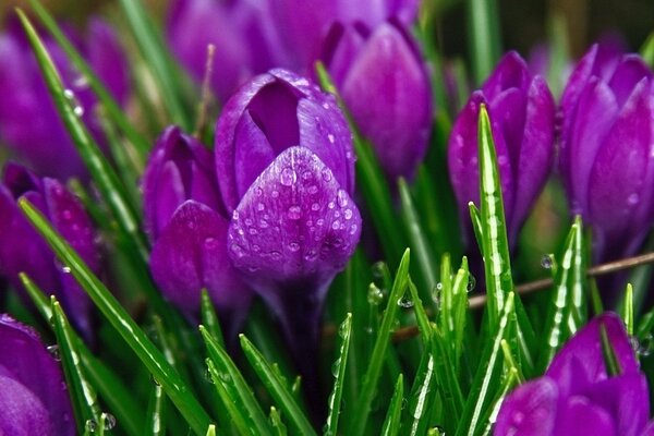 Crocus violets sur fond vert