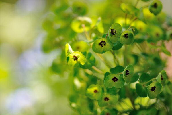 I fiori verdi di euforbia sbocciano sotto i caldi raggi del sole in una bella giornata estiva