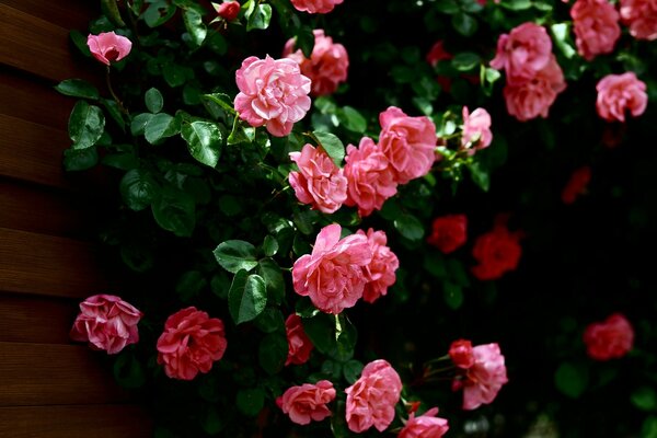 Różowe kwiaty na ścianie domu