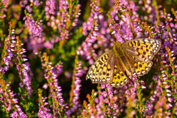 Bild eines Schmetterlings auf lila Wildblumen