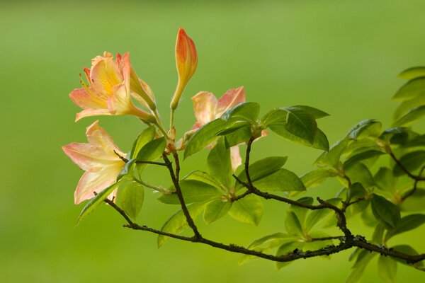 Zweig mit Blumen auf grünem Hintergrund